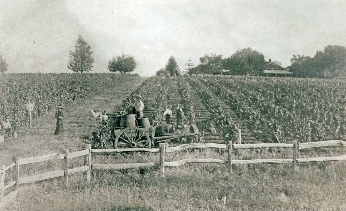 TRAILBLAZER: Workers at the Emu Park Vineyard with local industry pioneer John Lankester. Picture: AlburyCity Collection ARM 11.324