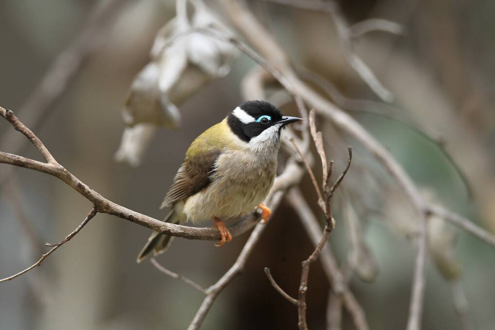 AMAZING: A black-chinned honeyeater photographed near Holbrook. Picture: Peter Merritt