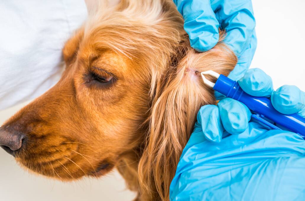 Paws for Thought | Steps to take to help avoid tick paralysis in pets