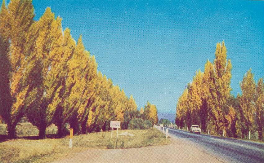 FLANKED: The Lincoln Causeway on Wodonga's northern approach, before the removal of its large poplar trees. Picture: Supplied