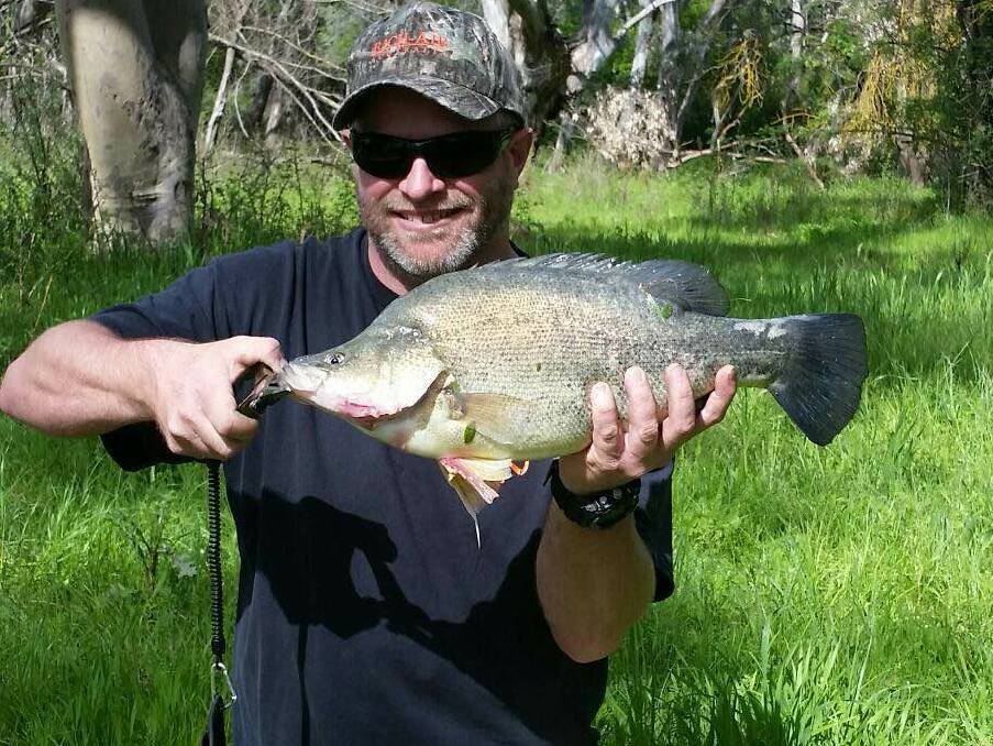 ANOTHER ONE: Keen fisho Jim Jewell nabbed this 50cm, 5lb yellowbelly with a small oar-gee lure while fishing below the weir wall earlier this week.