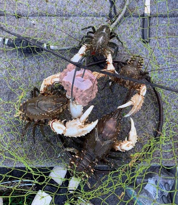 SENSATIONAL: A great bunch of crays caught near Albury earlier this week. While these were legal, too many people are still doing the wrong thing. 