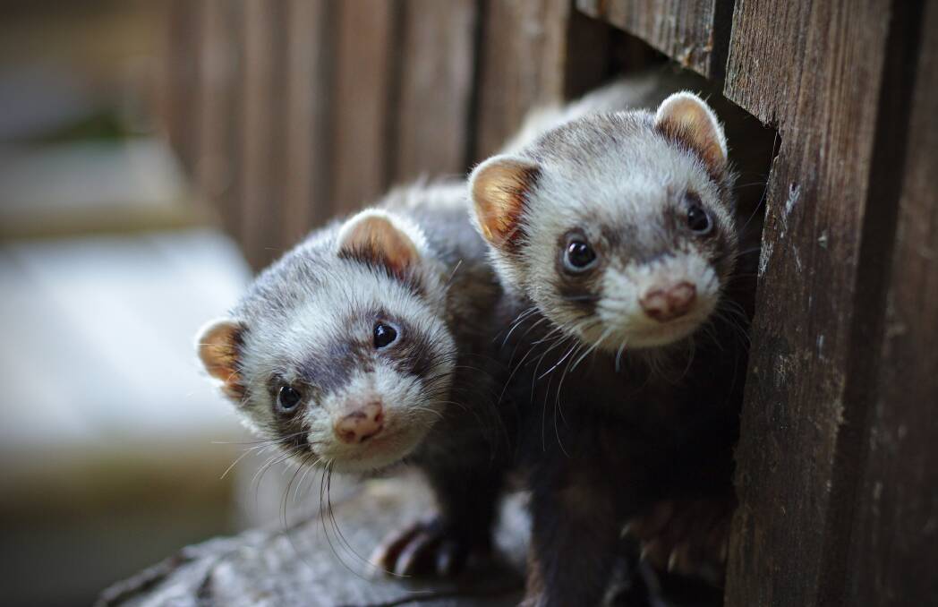Paws for Thought | Things to know before getting a ferret