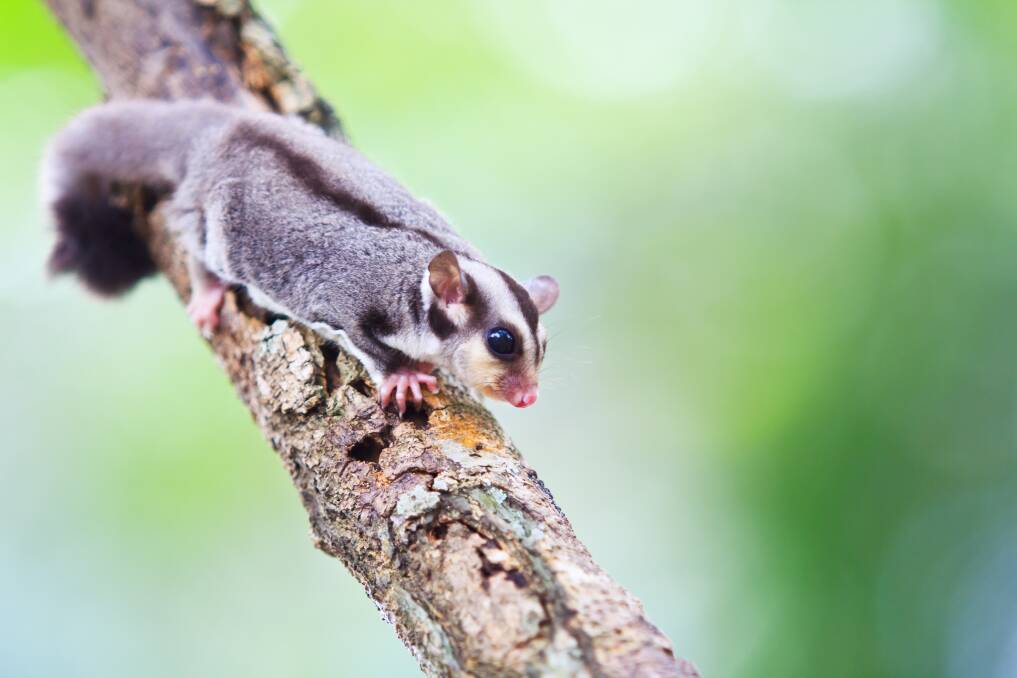 AMAZING: AWNM is loaded with information about local wildlife including the sugar glider. Picture: Shutterstock