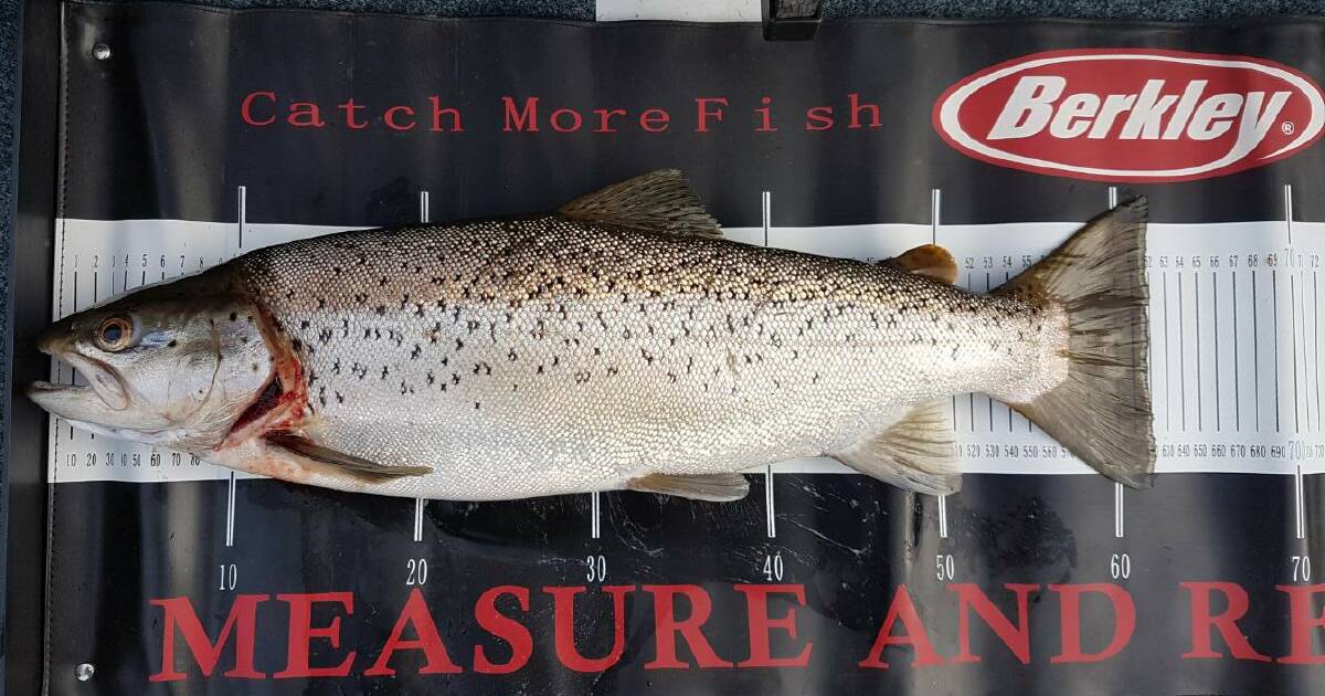 HANDY CATCH: An anonymous reader caught this 8lb brown trout at Lake Hume earlier this month, fishing with a 6lb flurocarbon and Tassie Devil. Pictures: Supplied
