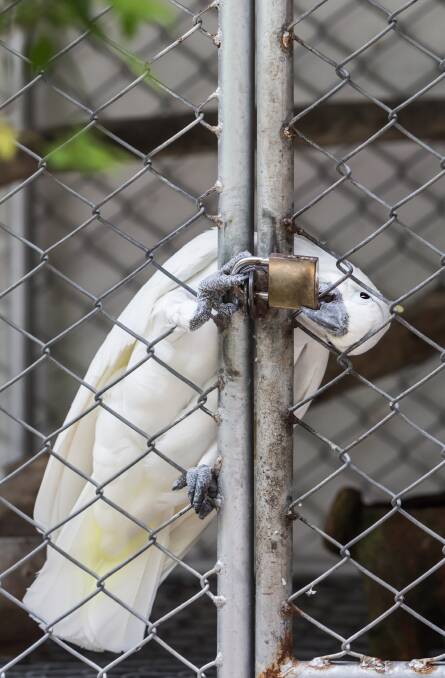 COCKY CARE: Psittacosis is a disease which can affect both birds and humans but can be treated with antibiotics. Good cage hygiene is important to manage the illness.