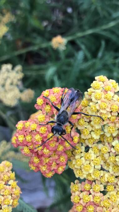 PROVISION: Gardens can support all sorts of wildlife. A thread-waisted wasp feeds on flowers in Sue's garden.