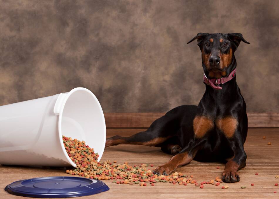 Pet owners should check with their vet before going grain free