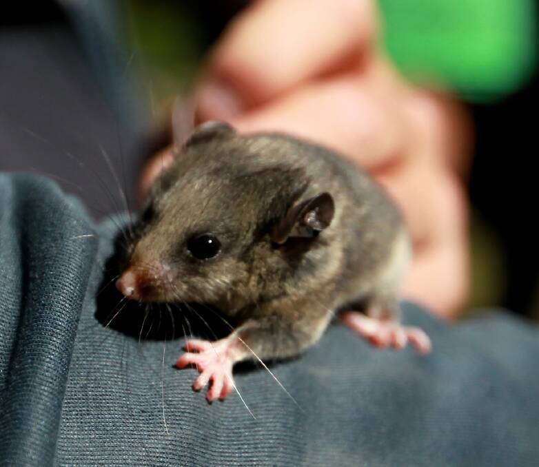 SMALL ANIMAL, BIG PROBLEMS: About 2400 mountain pygmy possums are expected to be left in Australia. The possum faces challenges from predators, climate change and habitat loss. Picture: PETER DE KRUIJFF