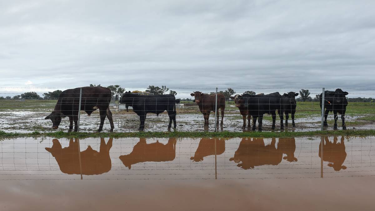 GAME CHANGER: Widespread rainfall has restored confidence levels in the farming sector. Picture: MARK JESSER