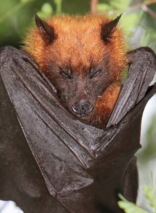 Bats unwelcome in gardens