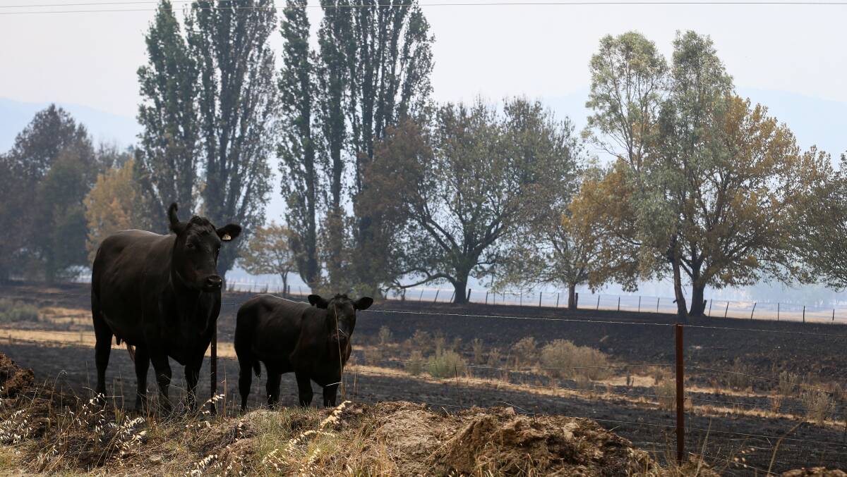 SAD SIGHT: Livestock losses in the Upper Murray fires were heart-breaking for farmers. 