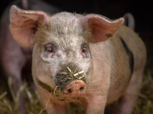 Swine fever fears raised by Rivalea