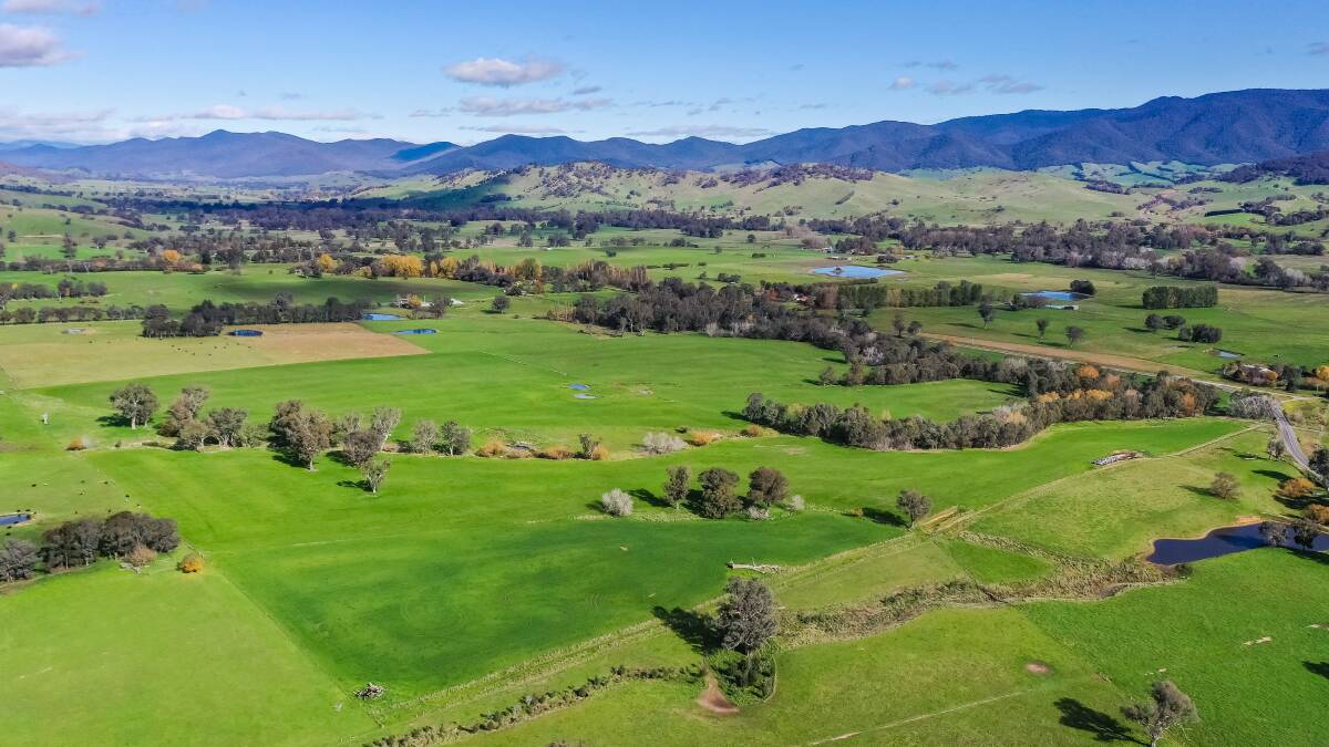 Up The Creek without a worry in world as farm sells at auction