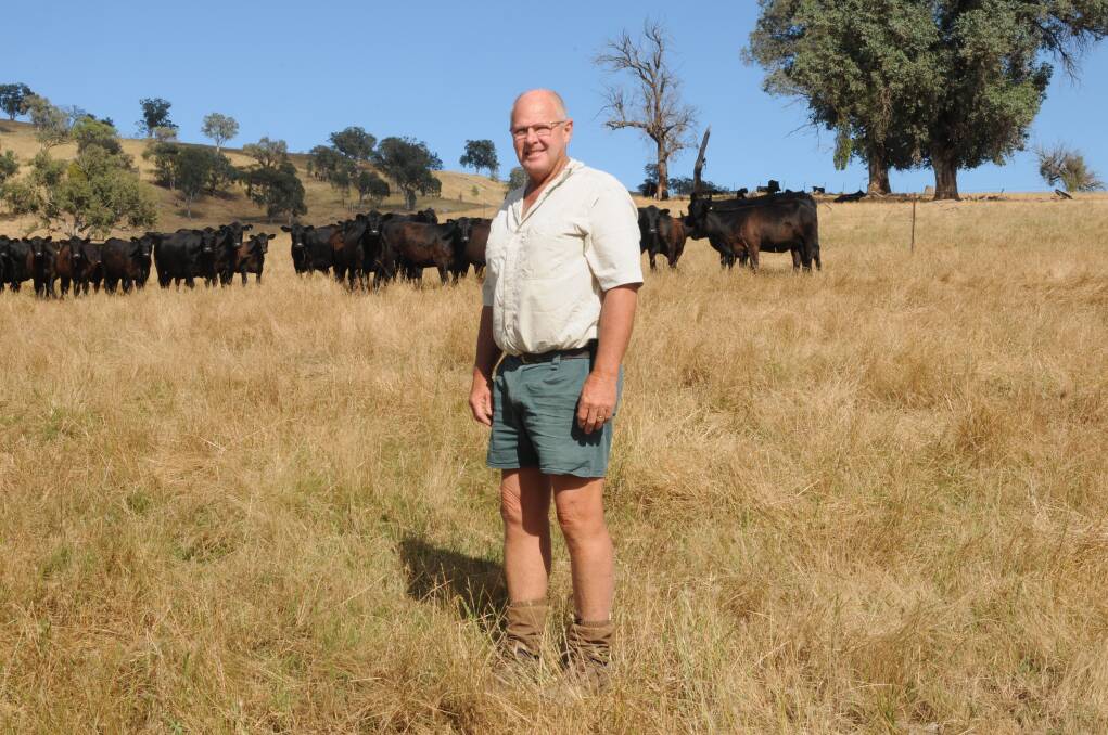 DREAM SEASON: Mick Penny of Carinya Estate, Bandianna, will be selling his weaners once again at the NVLX feature sale in early January.