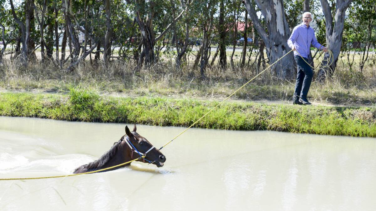MUDLARK: Trainer Andrew Dale gives Lautaro a swim ahead of the NSW Country Championships on Saturday. Picture: SIMON BAYLISS