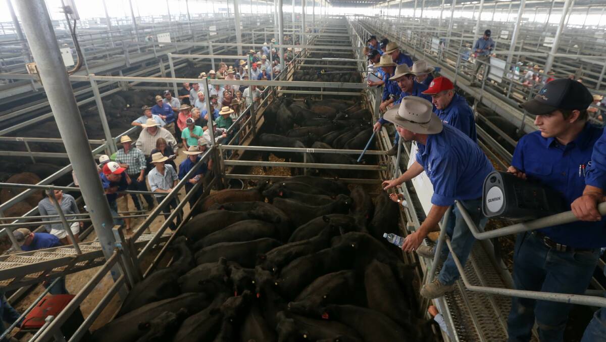 NUMBERS DOWN: The yarding for the NVLX opening weaner sale yesterday were well down on the advertised figure due largely to the Upper Murray bushfires. Picture: TARA TREWHELLA
