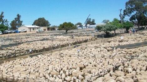 WE SAY: Corowa saleyards in pole position for more funding