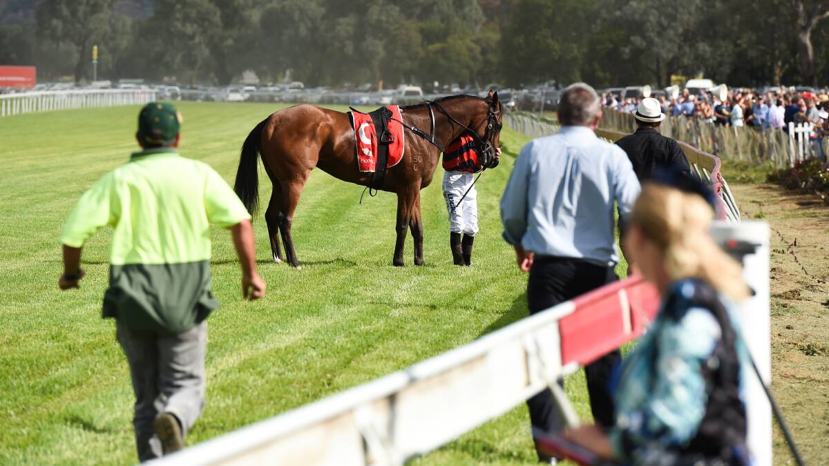 Coolcat Dancer broke down in the final stages of the Albury Gold Cup last Friday. Picture: MARK JESSER