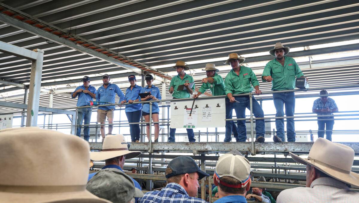 BIDDING FRENZY: The Paull & Scollard Nutrien team on the job at the weaner sales opening day.