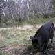 A feral pig in the Snowy Mountains. Picture: FILE