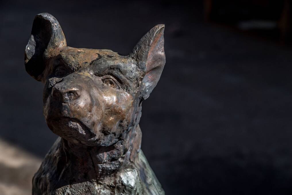 RESTORED: The iconic 'Dog on the Tuckerbox' lost its left ear in the recent vandalism, but the recovery was swift. Picture: Karleen Minney