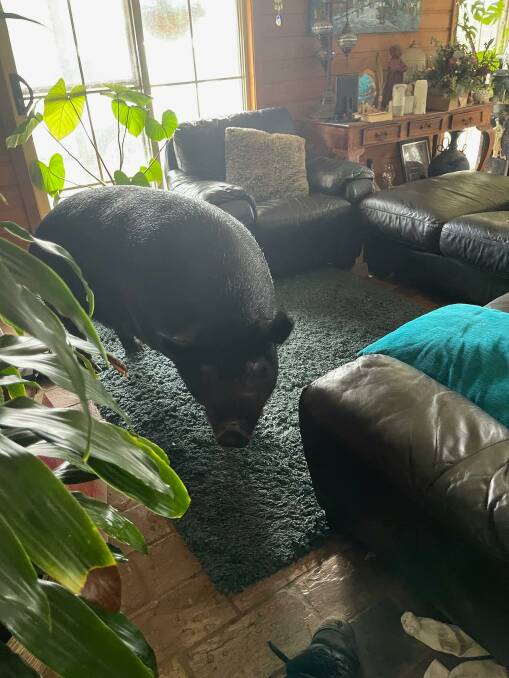 FOUND: Bubba roaming the house during flooding. Photo: Louise Fleming.