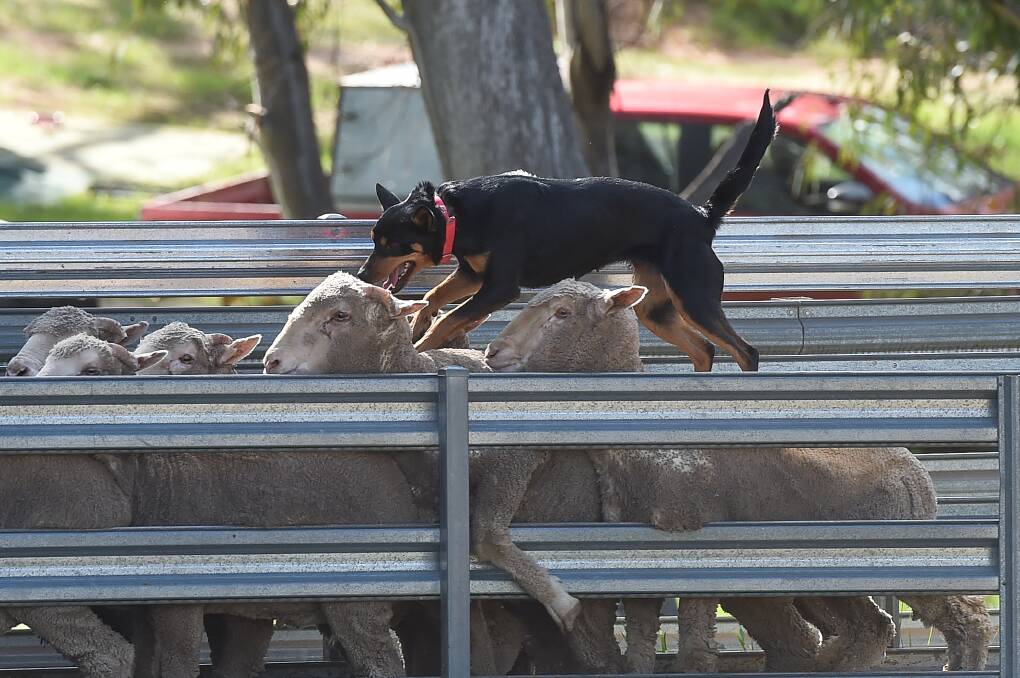 Dogs please Henty crowds during trials