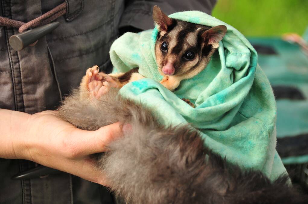 PROGRAM LAUNCH: The squirrel glider is one of the three main endangered species the program aims to monitor across 60 sites in Leneva and Baranduda. 