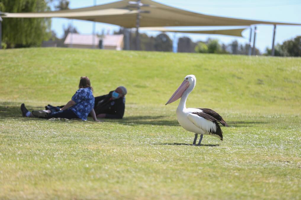 KEEP YOUR DISTANCE: Moira Shire are warning people to stay away from the pelicans near Lake Mulwala that could become aggressive around food. Picture: TARA TREWHELLA
