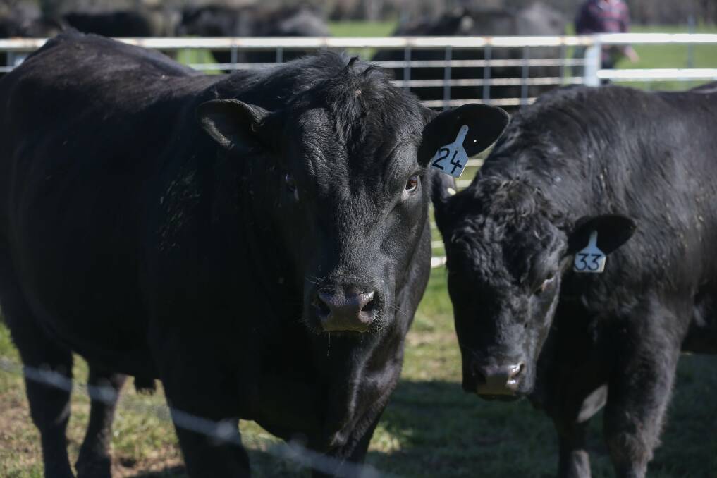 FOR SALE: Ardrossan Angus will auction off 98 of their bulls on August 28 for the first time in seven years. The Bulle family have moved back to family land at Talmalmo. Picture: TARA TREWHELLA