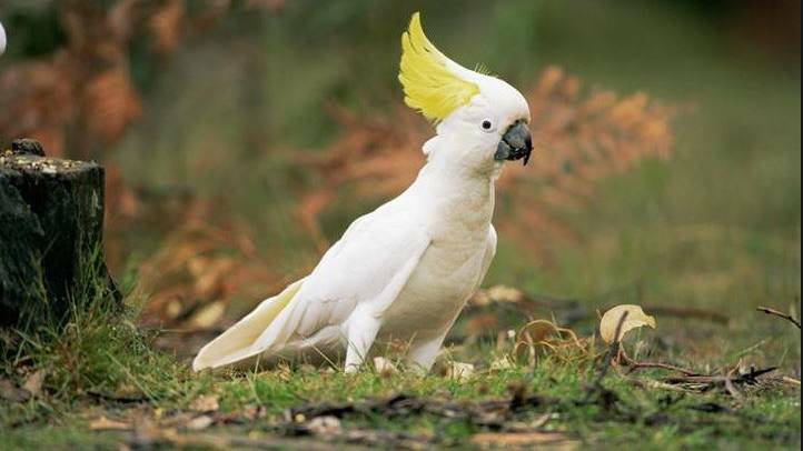 Outrage over golf club cockatoo cull