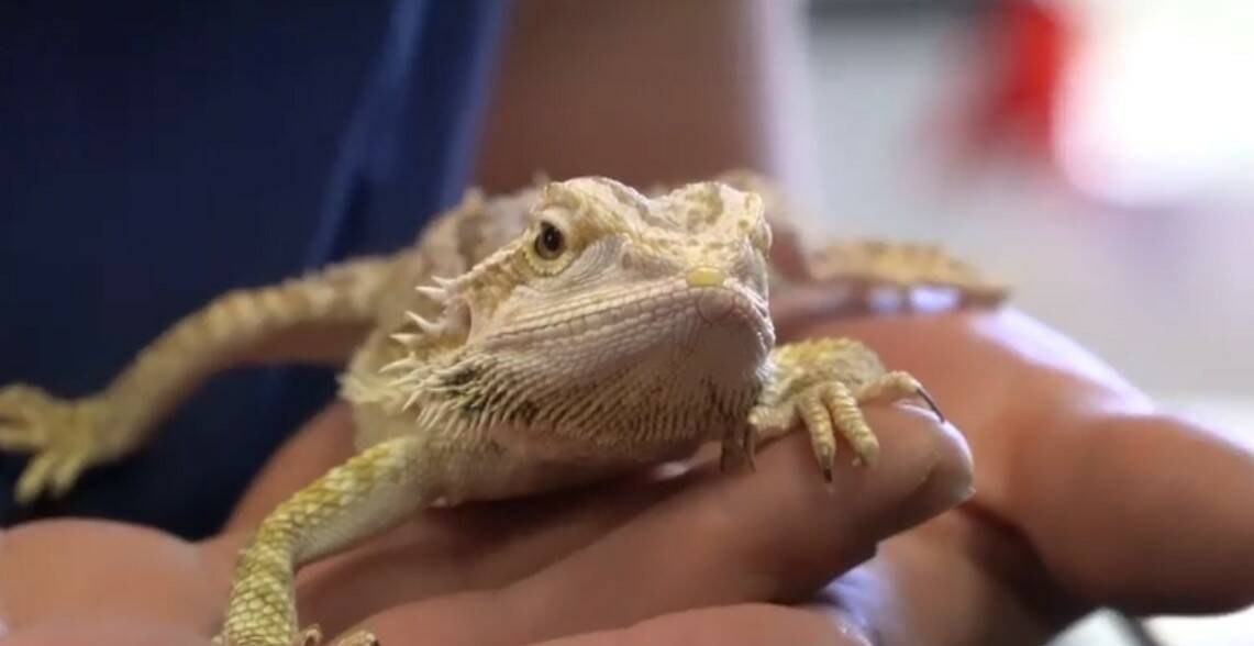 A bearded dragon was among the wildlife seized in Wodonga.