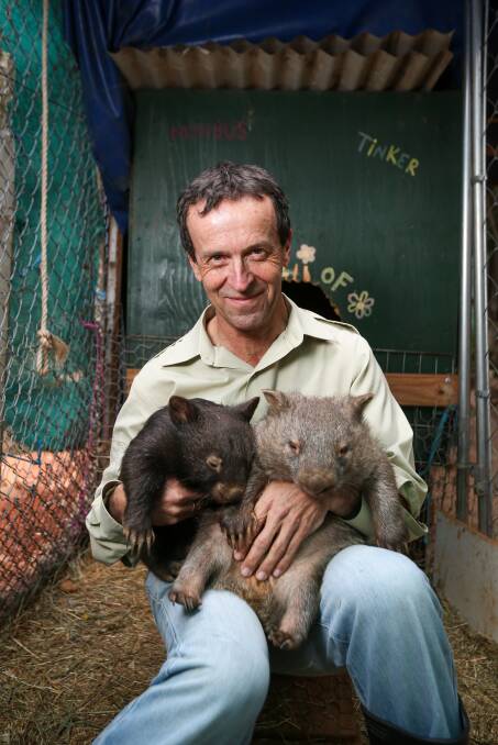 IN GOOD HANDS: Chris Lehmann with bare nosed wombats Licorice and Spanner at Kangaloola Wildlife Shelter. They are asking for donations during the Christmas period. Picture: JAMES WILTSHIRE