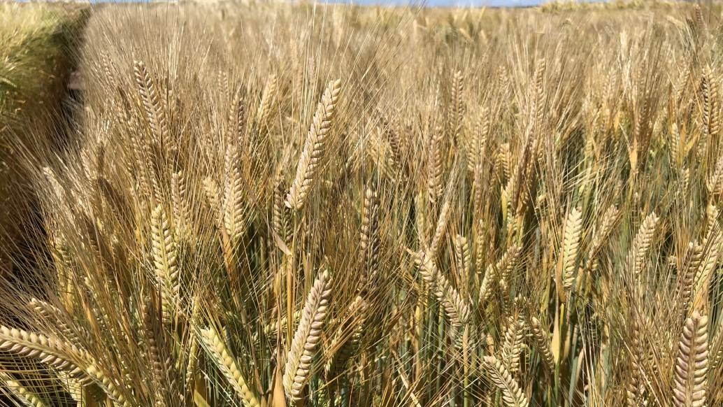 BARLEY HIT: Growers concerned China tariffs to affect locally
