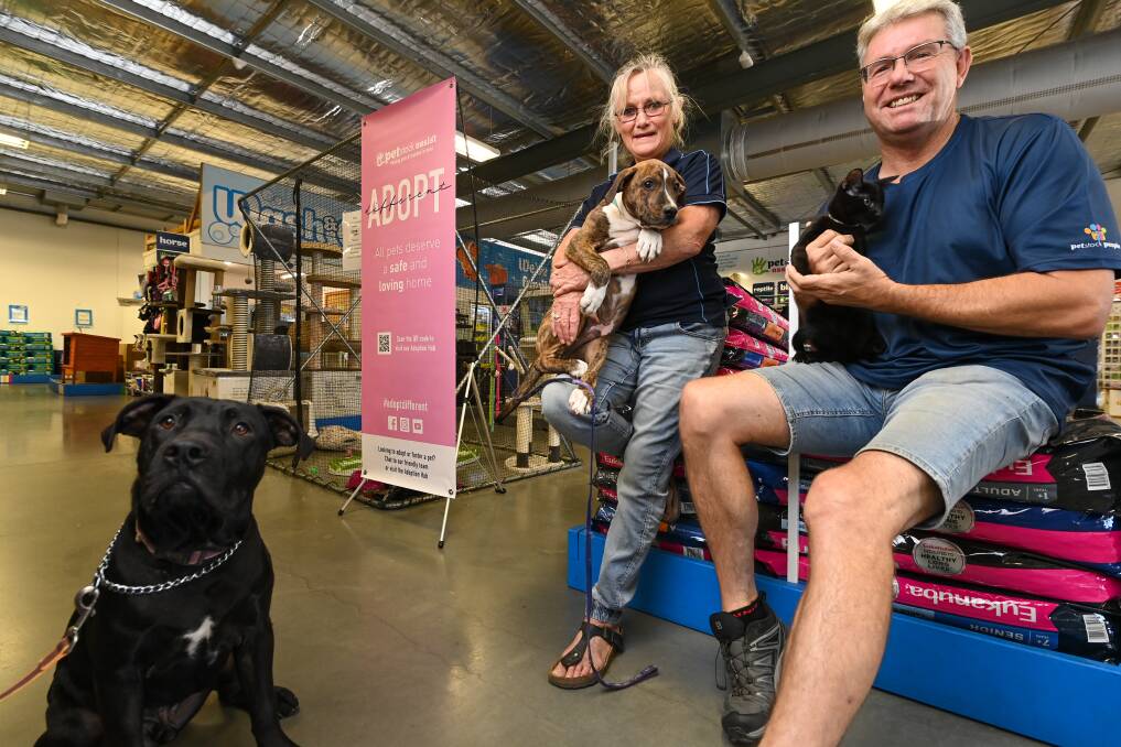 UP FOR ADOPTION: Wodonga Dog Rescue's Peta McRae with Ned and Chisel joins PETstock Albury and Wodonga owner Shane Evans with Gus the kitten. Picture: MARK JESSER