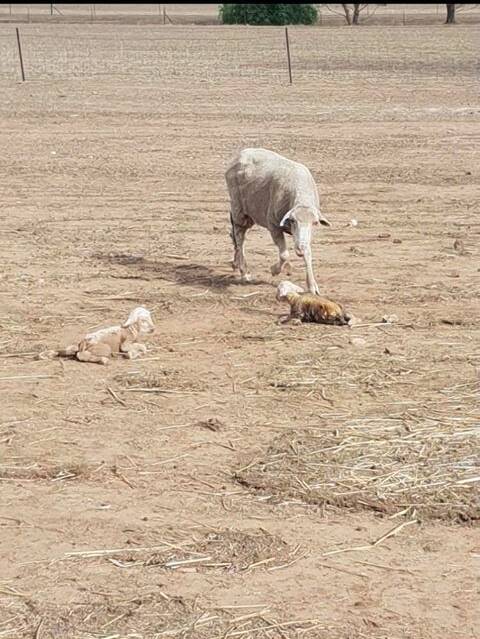 Grant Morey started lambing on dry ground in April.