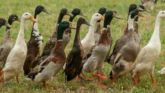 Police released this image of Indian runner ducks to show what the birds look like. These aren't the stolen ducks.