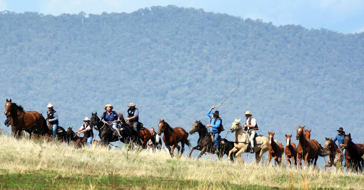 IN IT TOGETHER: A group of high country horsemen and women are attempting to muster brumbies, set to he culled by Parks Victoria, onto private property to save their lives.