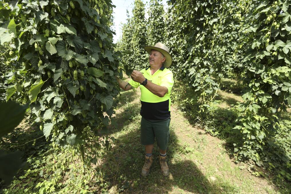 UPGRADES: Rostrevor Hop Gardens farm manager Allan Monshing pictured among galaxy hops harvested in 2016. A multi-million dollar expansion will double the production at the farm.