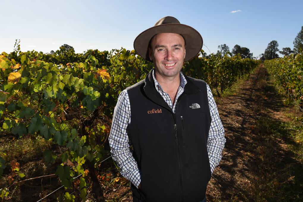 Winemakers of Rutherglen have had a strong vintage harvest with most wineries finishing off picking in the next few weeks despite a lower vineyard yields. PICTURED: Damien Cofield in his vines. Photo: Mark Jesser
