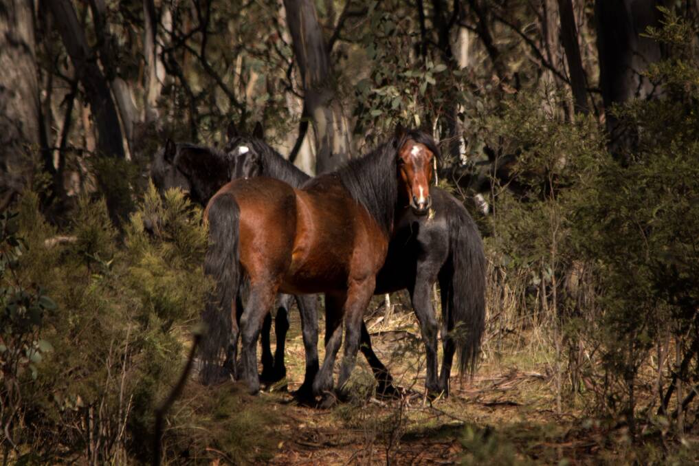 'Dark day': MP reacts to brumby culling decision