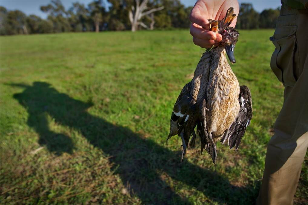 RESTRICTED: Victorian duck hunters will only be allowed to kill three ducks per day.