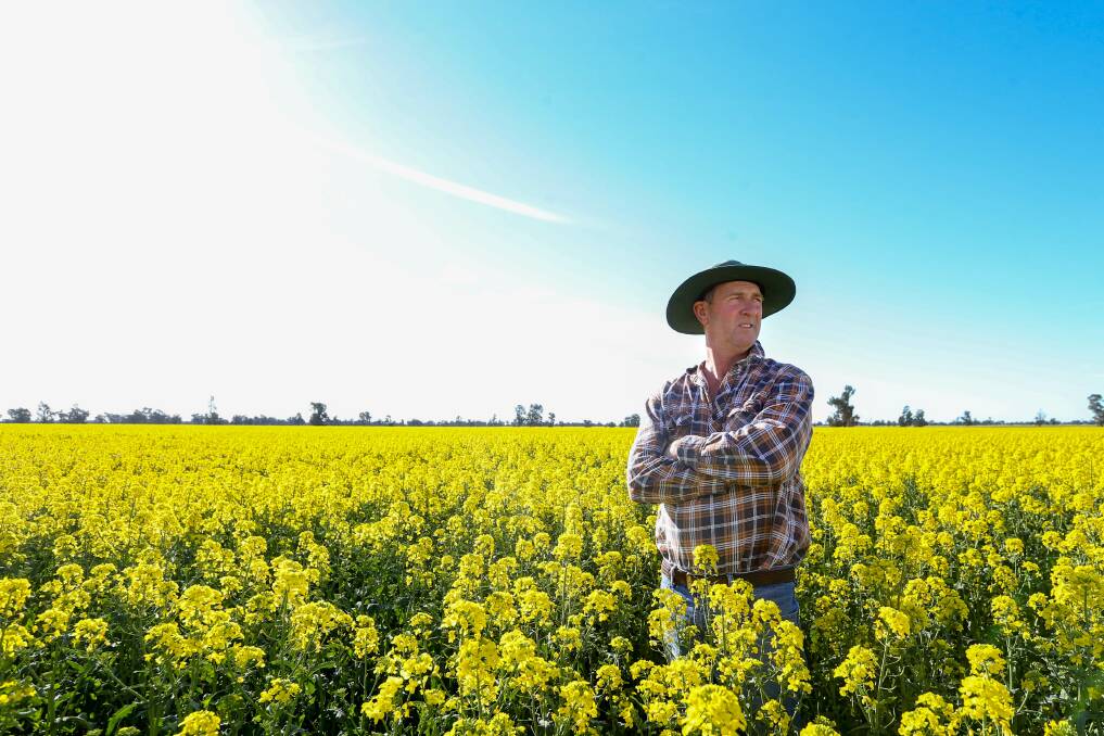 RAIN NEEDED: Pleasant Hills farmer Rick Clancy in the middle of his canola crops. He said they are on the cusp at the moment but desperately need more rain. Pictures: TARA TREWHELLA