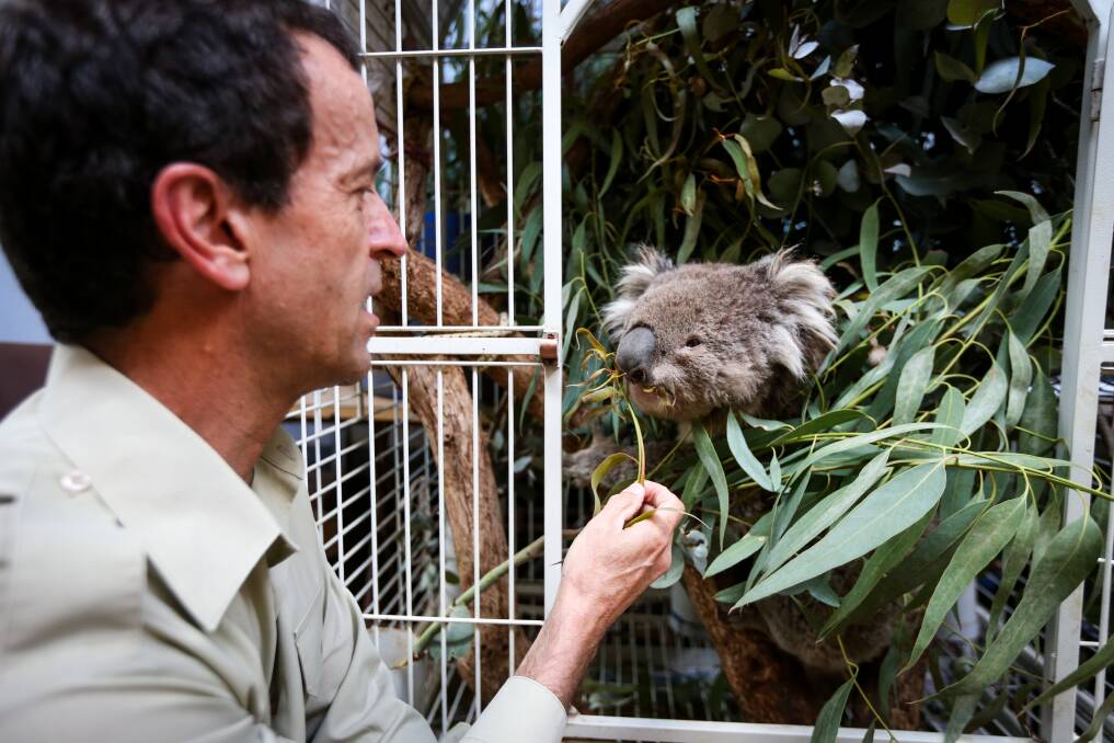 CARE: Kangaloola's Chris Lehmann with a koala they are caring for at the animal shelter. He said those responsible for shooting a koala and her joey near Beechworth need to be shamed. Picture: JAMES WILTSHIRE