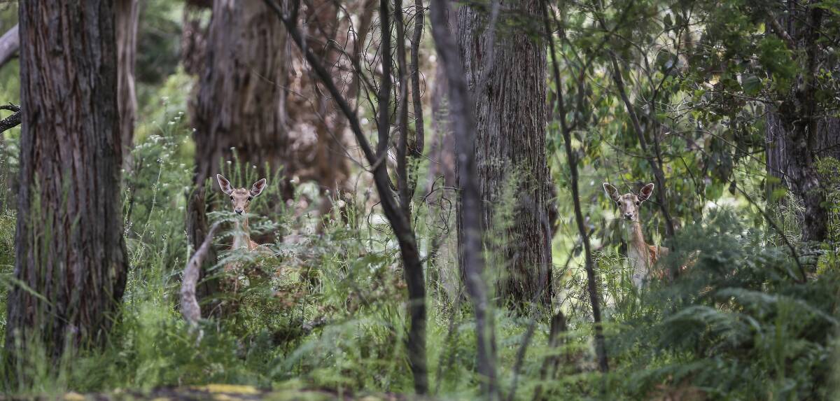 HOT SPOTS: More than 121,000 deer were killed in Victoria in 2018 including in Wodonga, Bright and Myrtleford. Picture: JAMES WILTSHIRE