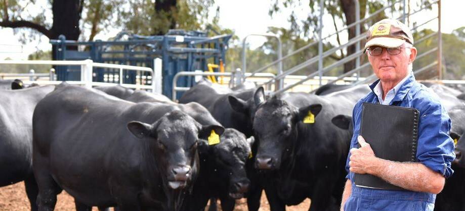 Change of season: Hard nosed approach sees bull herd grow