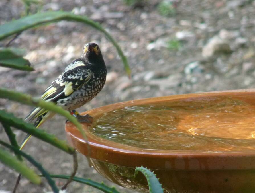 CAPTURED: The seven-year-old male Regent Honeyeater was photographed by resident in Coongulla playing in her birdbath. 