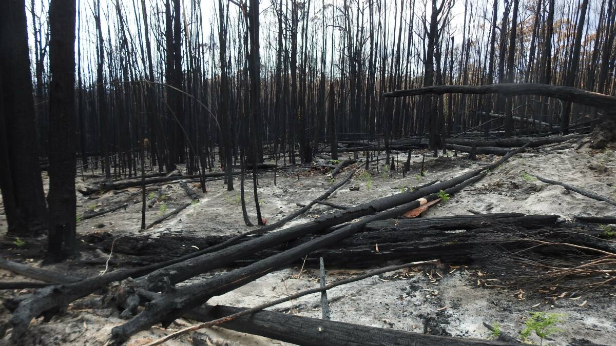 Calls to leave burnt trees alone for ecosystem