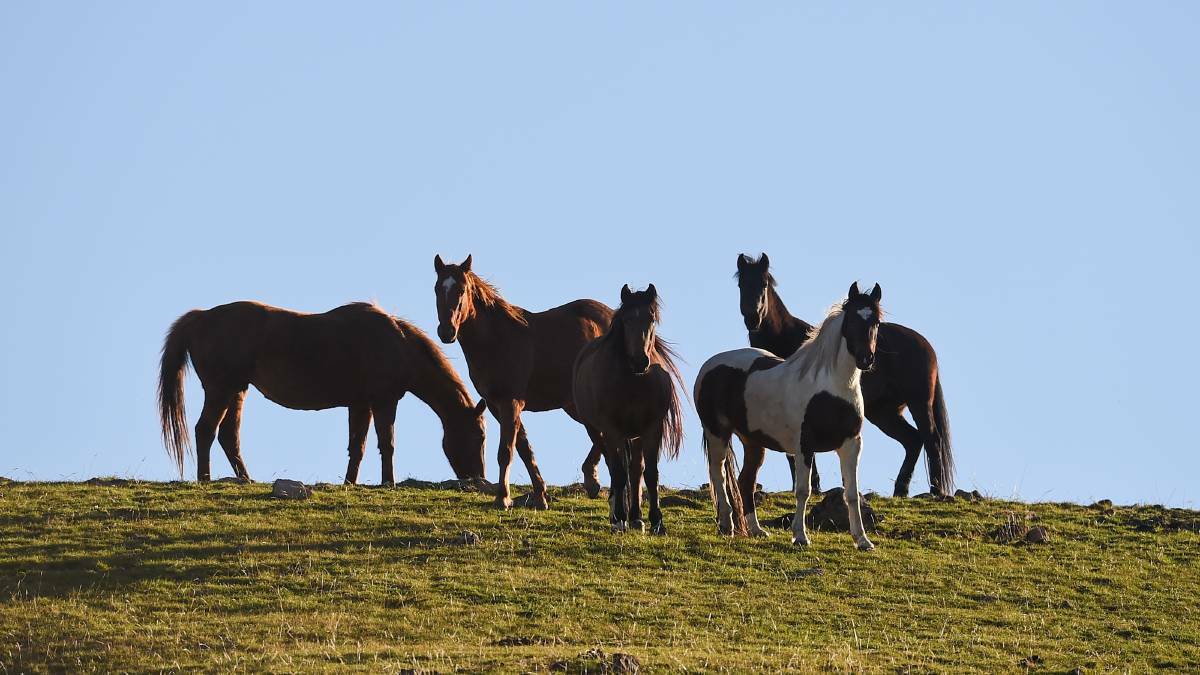 Parks Victoria release new plan to cull high country brumbies